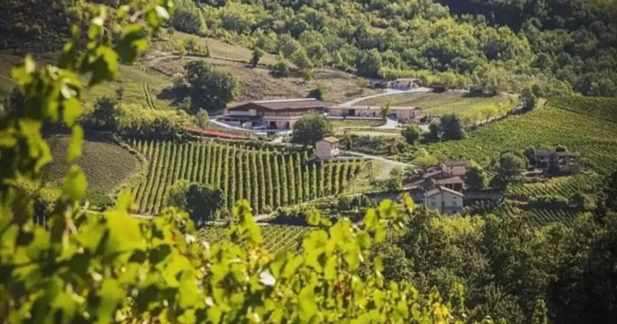 Immagine header 1 per Azienda Milagro Tenuta Alessi