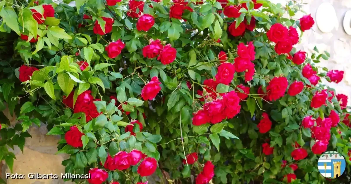 Immagine gallery 2 per Natura