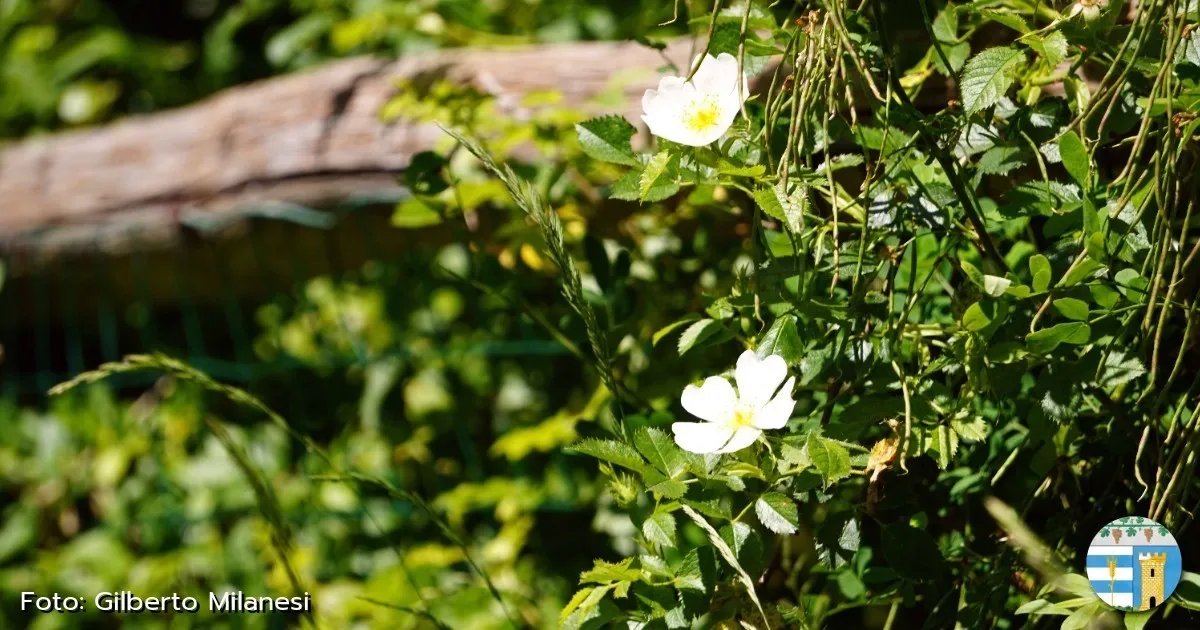 Immagine header 3 per Natura