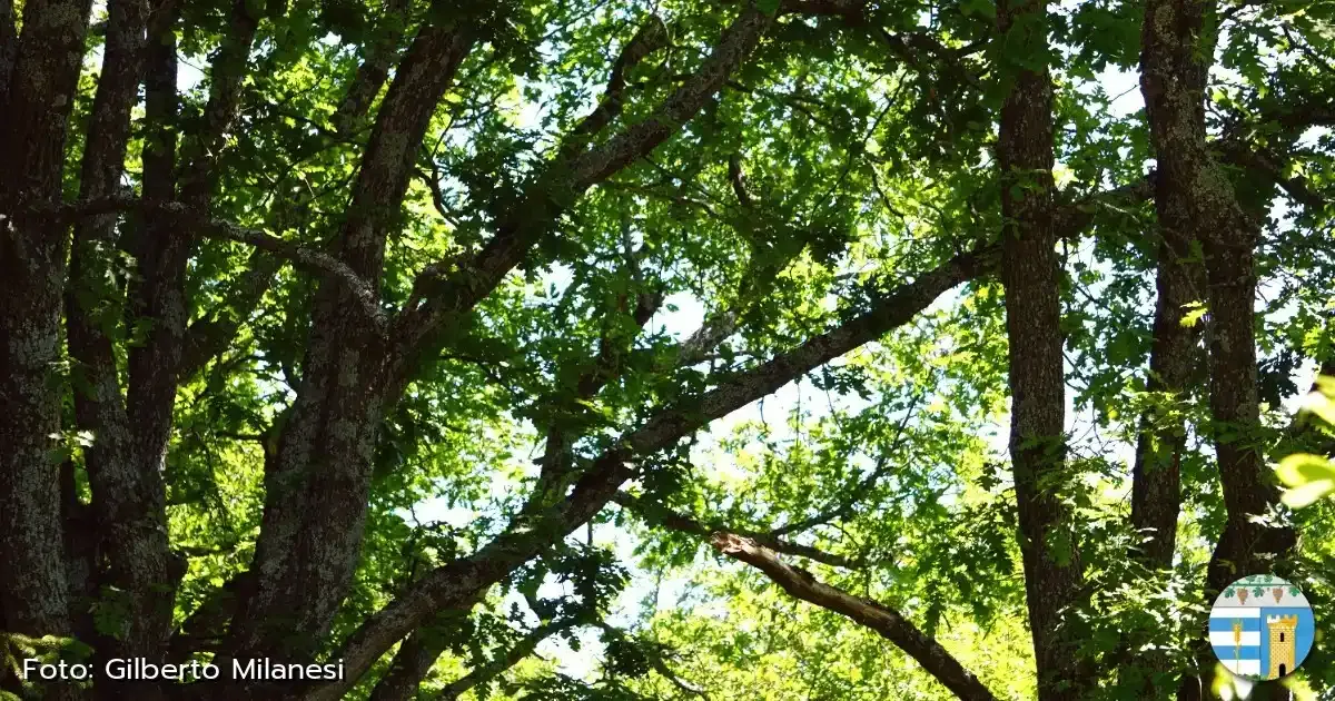 Immagine gallery 4 per Natura