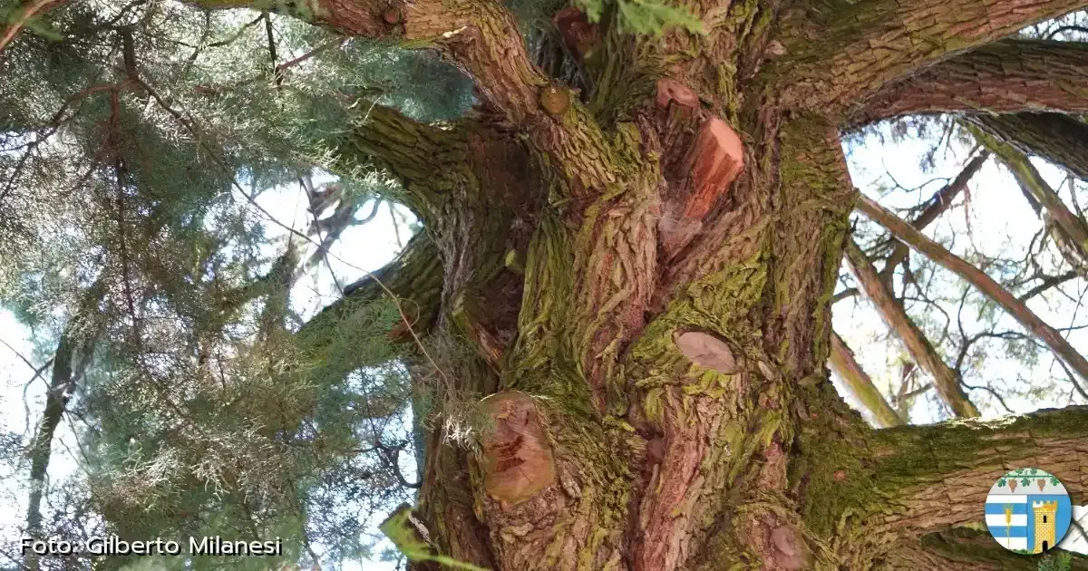 Immagine gallery 6 per Natura