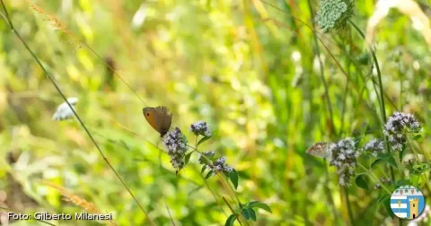 Immagine header 1 per Butterfly garden - Valverde